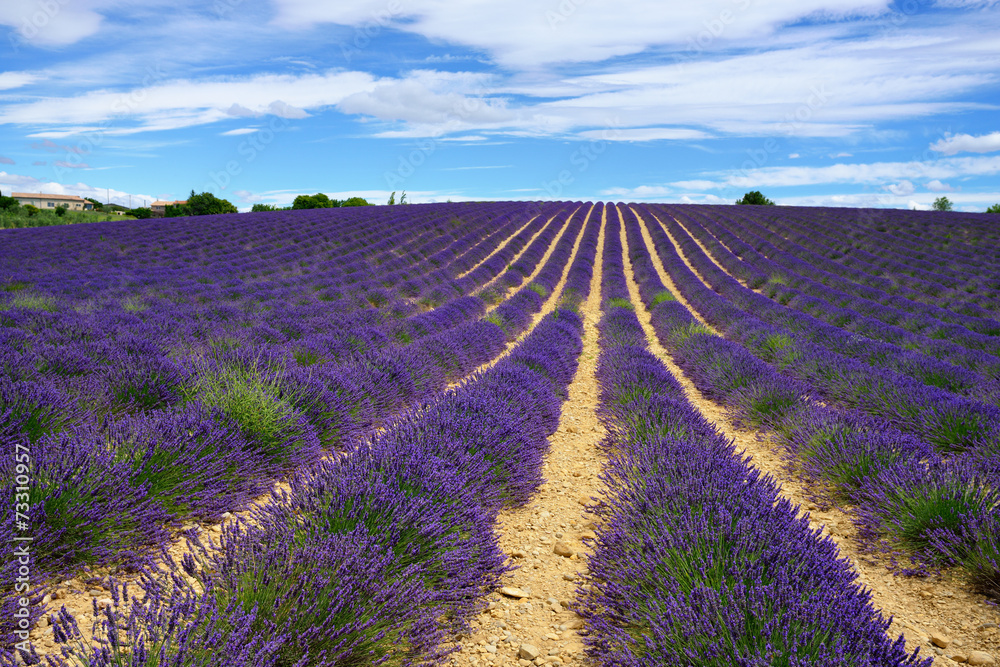 Fototapeta premium Lavender field