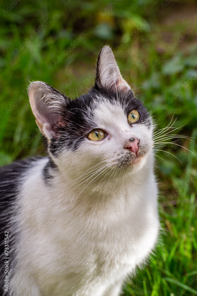 Stray cat Stray cat