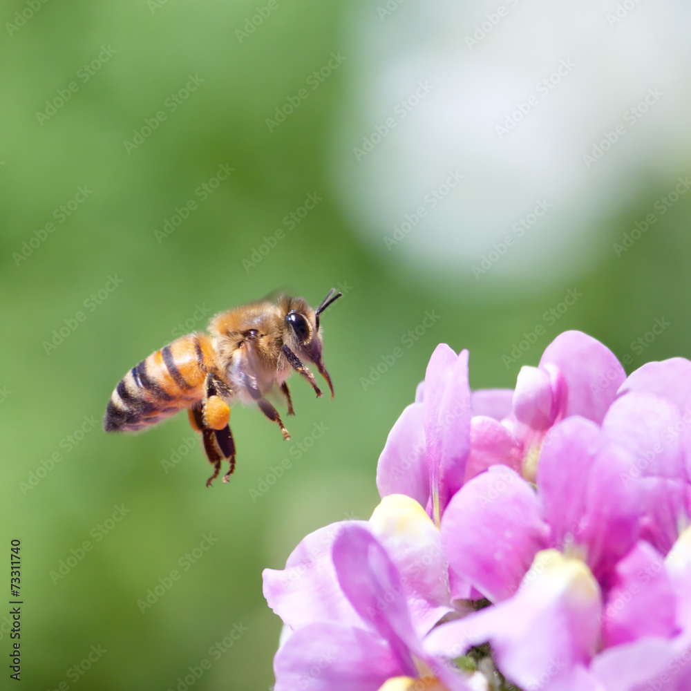 Honeybee - obrazy, fototapety, plakaty 