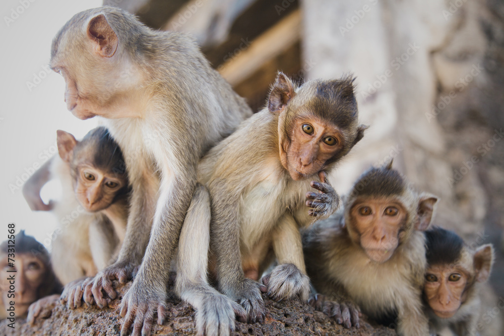 Naklejka premium Monkeys