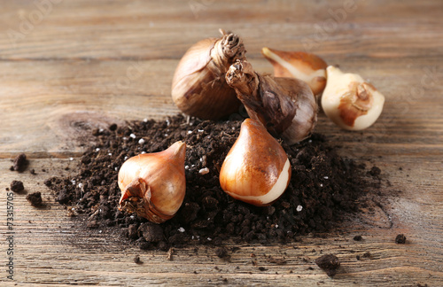 Fototapeta Naklejka Na Ścianę i Meble -  Flower bulbs and soil on wooden background