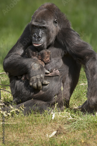 Moeder gorilla met een tweeling. © photoPepp