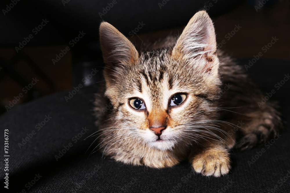 Kitten on dark background