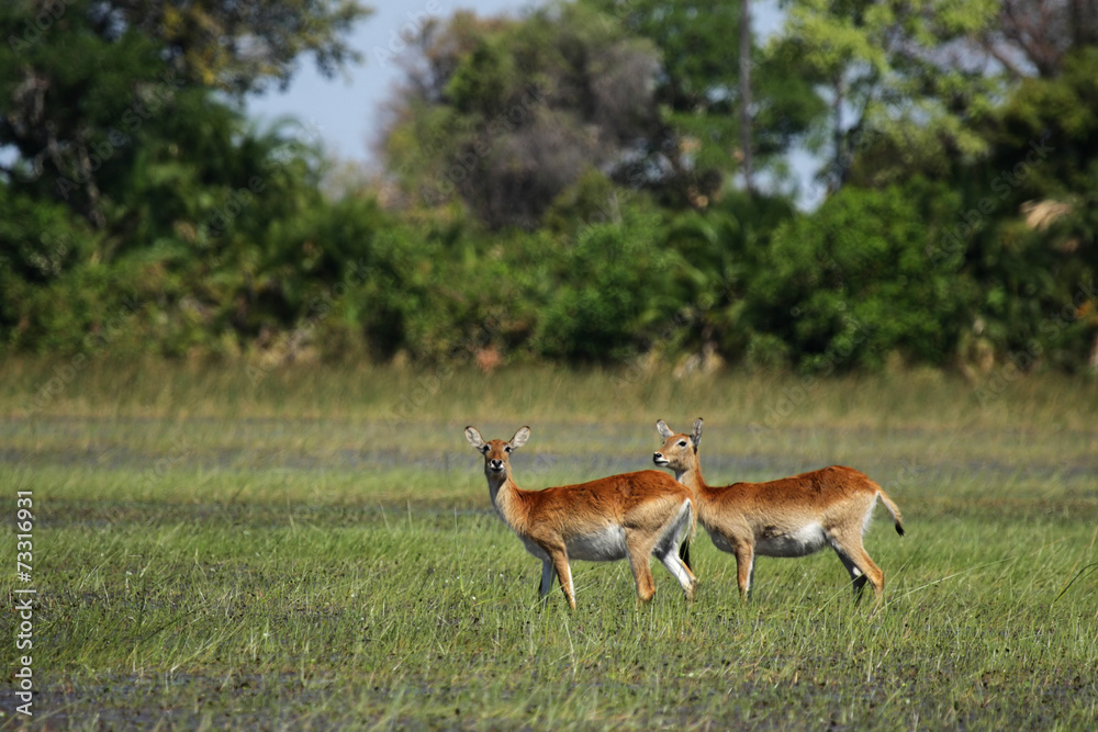 Rote Lechwe Antilopen im Okavango Delta, Botswana Rote Lechwe Antilopen im Okavango Delta, Botswana