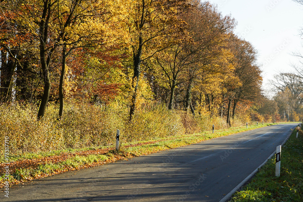 Strasse im Herbst