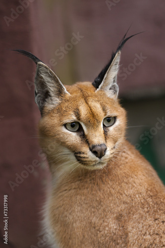 Portret van een caracal.