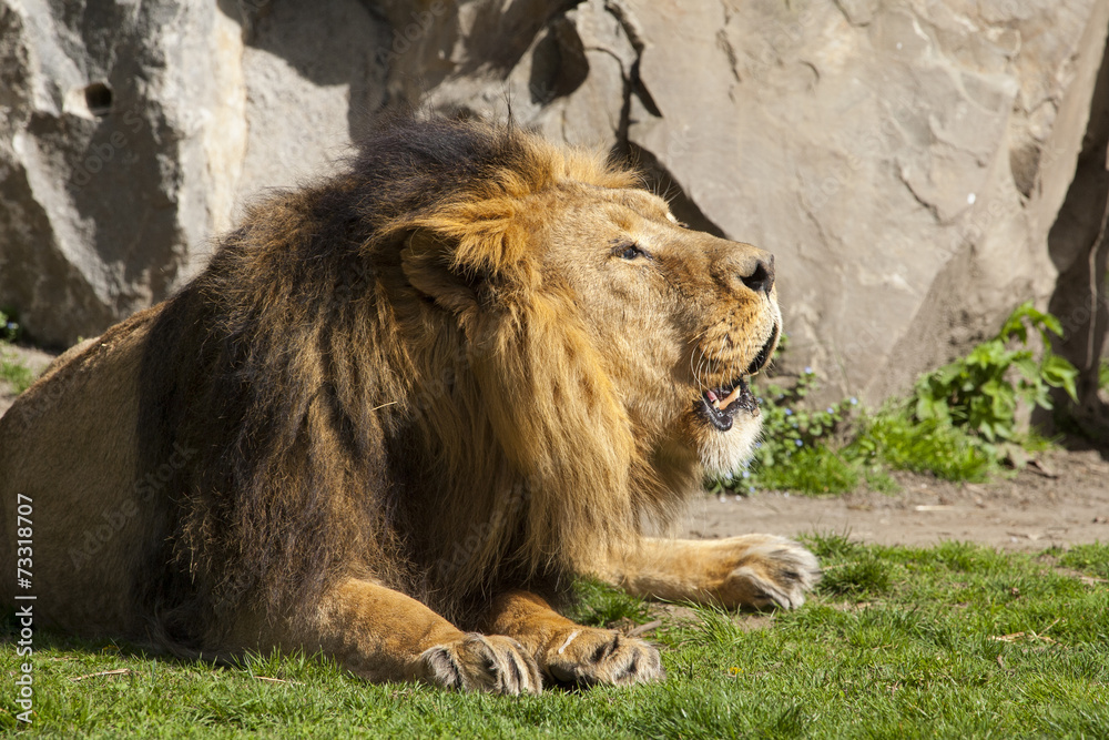 Naklejka premium Liggende grommende leeuw.