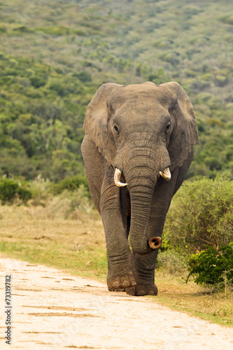 Elephant walking down a gravel road