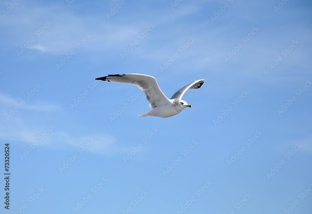 Flying seagull