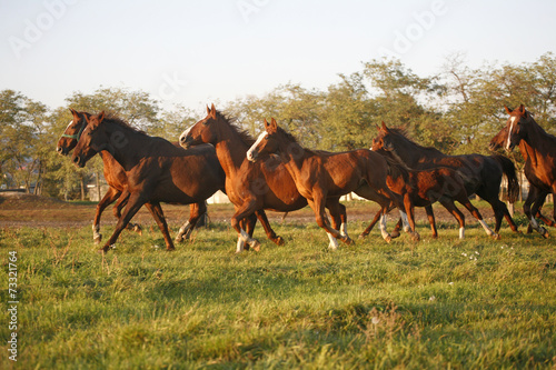 Batch of beautiful horses running across on pasturage
