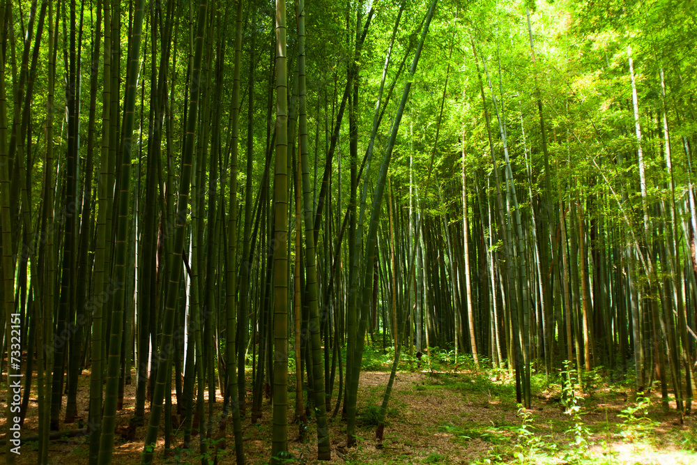 Fototapeta premium Path of the bamboo forest
