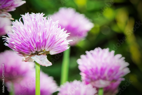 Garden leek flower in closeup