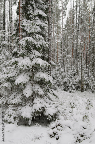 Winter snow covered trees . Viitna, Estonia.