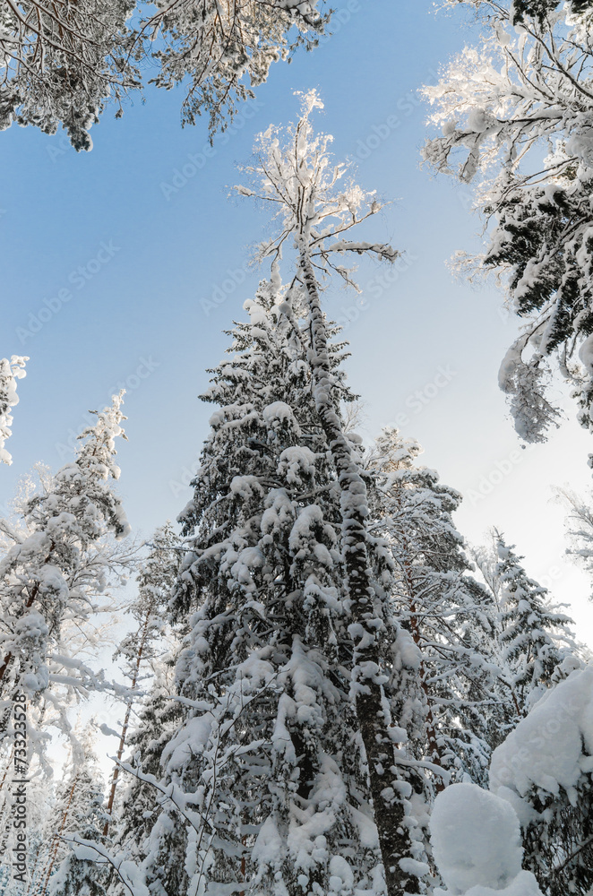 Winter snow covered trees against the blue sky. Viitna, Estonia. Winter snow covered trees against the blue sky. Viitna, Estonia.