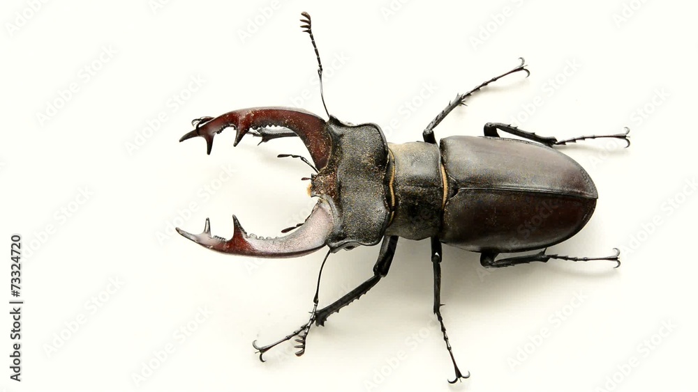 Male stag beetle, Lucanus cervus