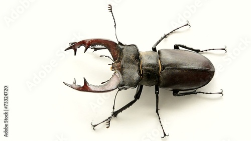 Male stag beetle, Lucanus cervus