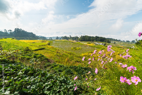Stunning rice paddies landscape