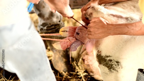 Naissance d'un veau photo