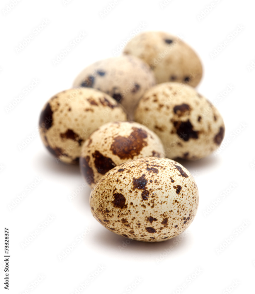 quail eggs isolated on white quail eggs isolated on white