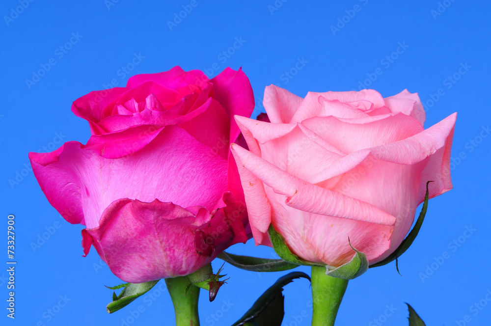 Rose Floral arrangement - obrazy, fototapety, plakaty 