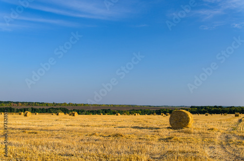 Hay bales in a newly mowed and raked field