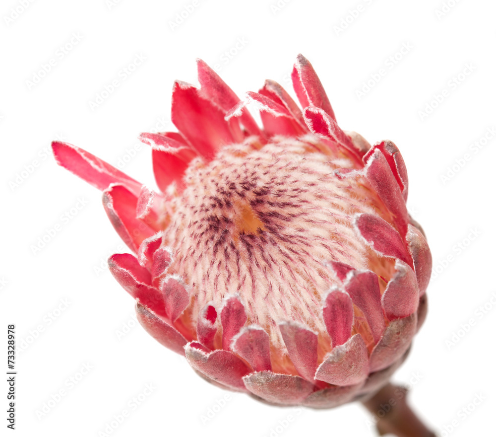 pink protea macro background pink protea macro background