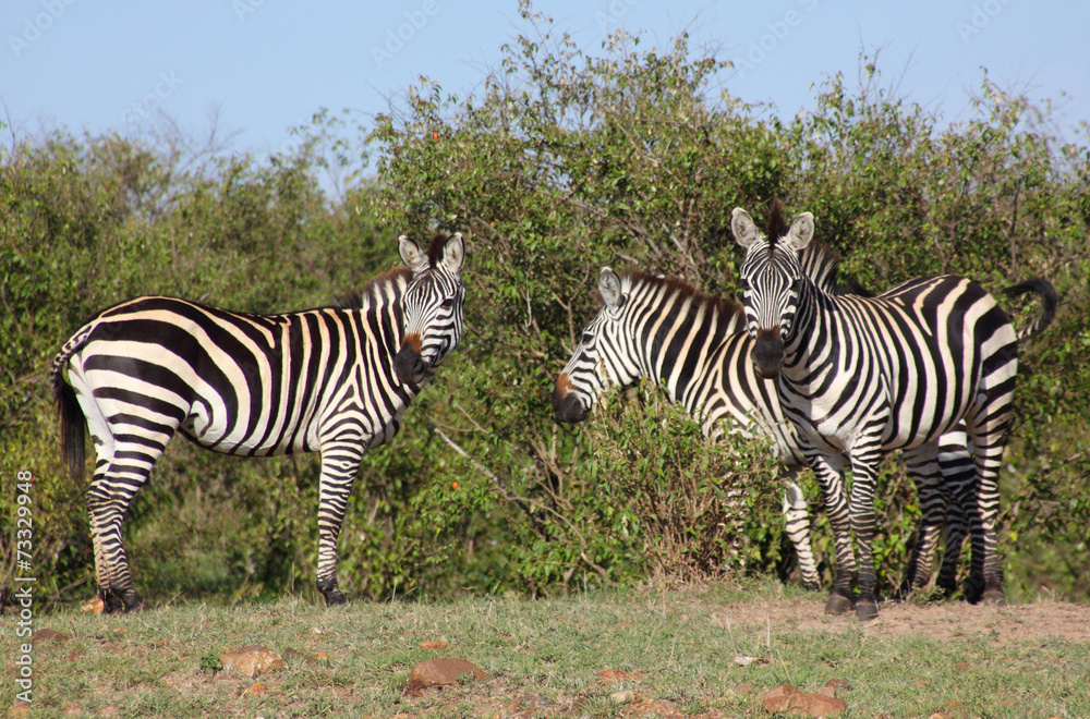 Zebras Zebras