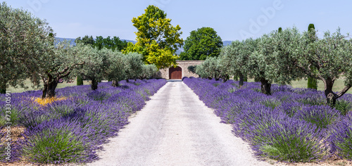 Lavander garden photo