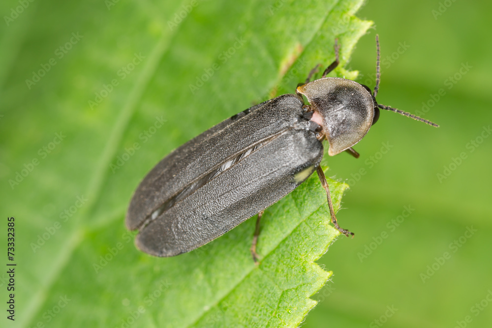 Common glow-worm (Lampyris noctiluca) sitting on leaf Common glow-worm (Lampyris noctiluca) sitting on leaf