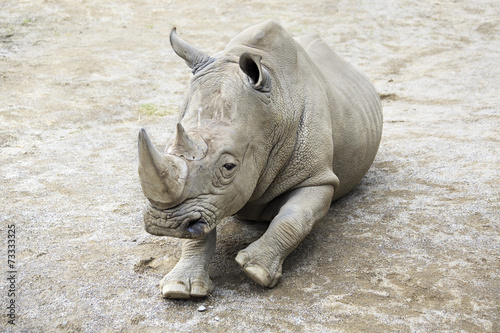 Southern White Rhinoceros.