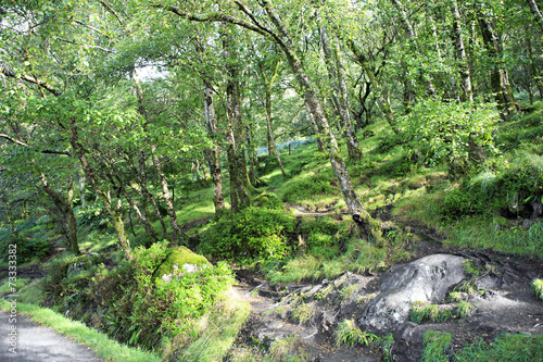 Beautiful deciduous forest after the rain.