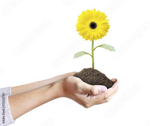 Hand holding gerber daisy