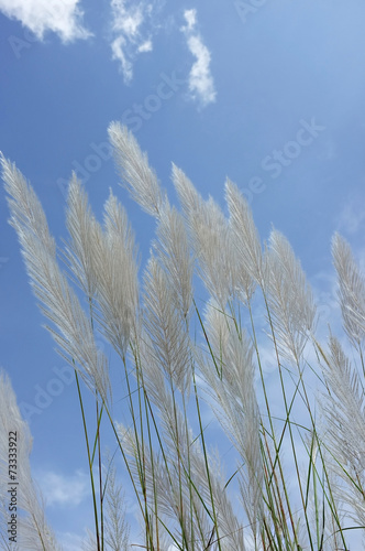 reeds of grass and Grass flower © sunstep