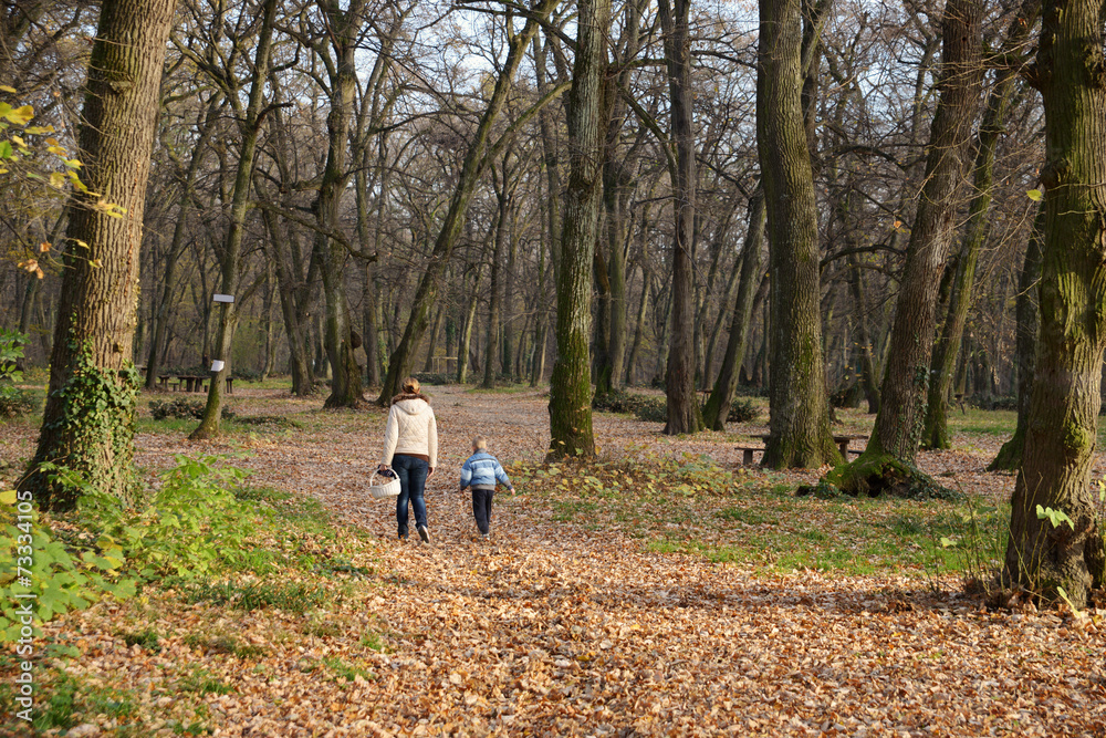 Fototapeta premium Walk through the woods