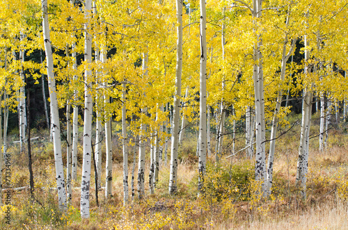 aspens trunk colorado