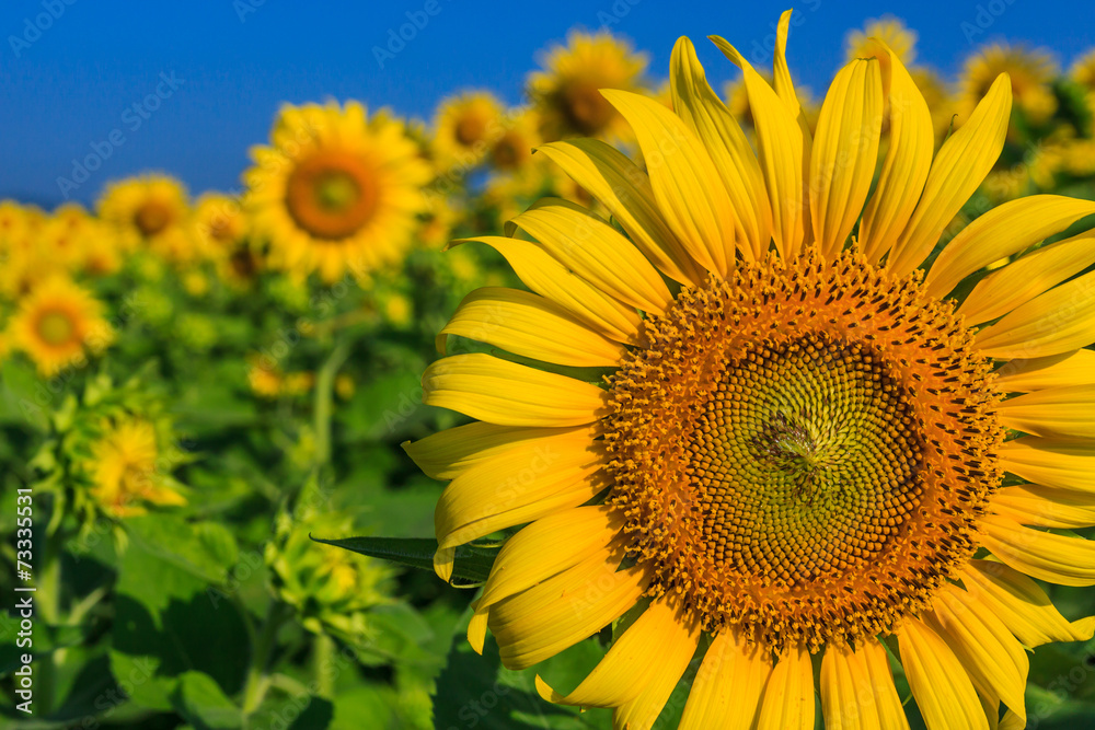 Fototapeta premium sunflower