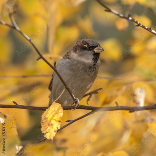 autumn sparrow clodeup photo