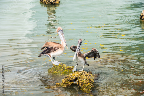 Brown Pelicans on Rocks in Ocean near Shore photo