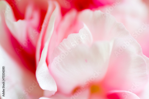 Close up of Pink carnation