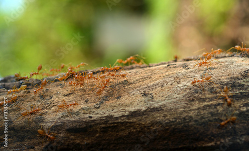 A group of weaver ants are moving across the tree branch