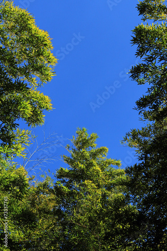 Bamboo forest