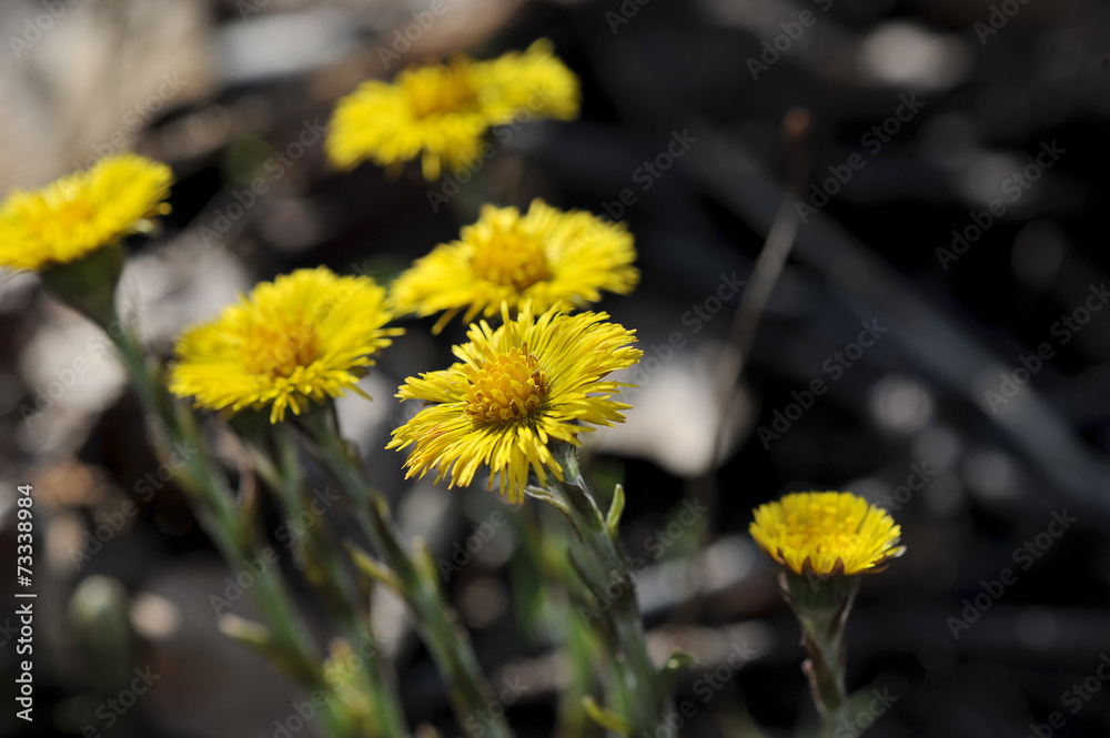 spring meadow with flowers mother and stepmother spring meadow with flowers mother and stepmother