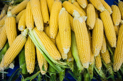 Grains of ripe corn.Raw corn, Fresh corn.