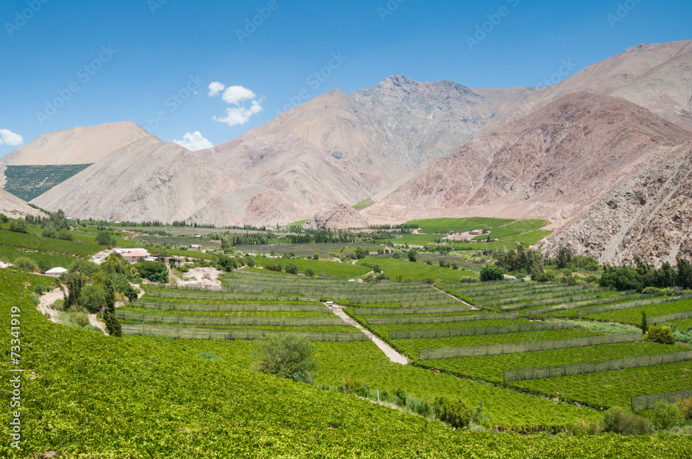Vineyards of Elqui valley, Chile