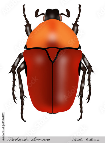 beetle white background photo