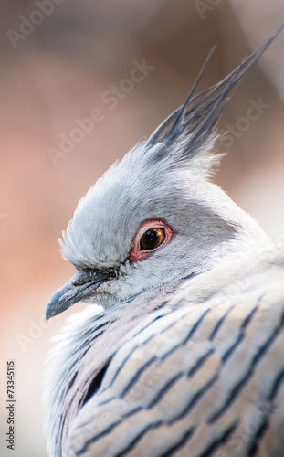 Crested pigeon (Ocyphaps lophotes) photo