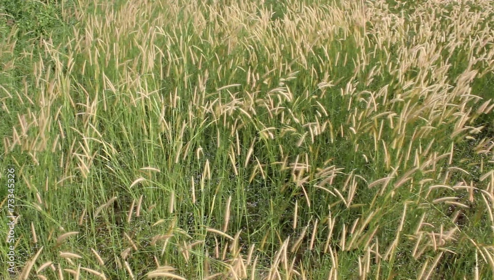 Meadow with wind