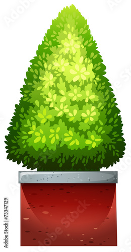 A green plant