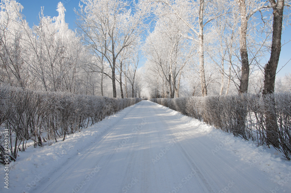 road and hoar-frost on trees in winter road and hoar-frost on trees in winter
