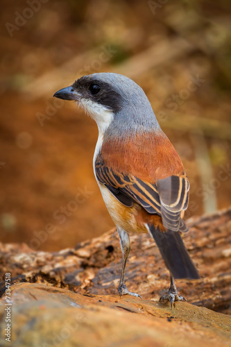 Back side portrait close up of Burmese Shrike photo